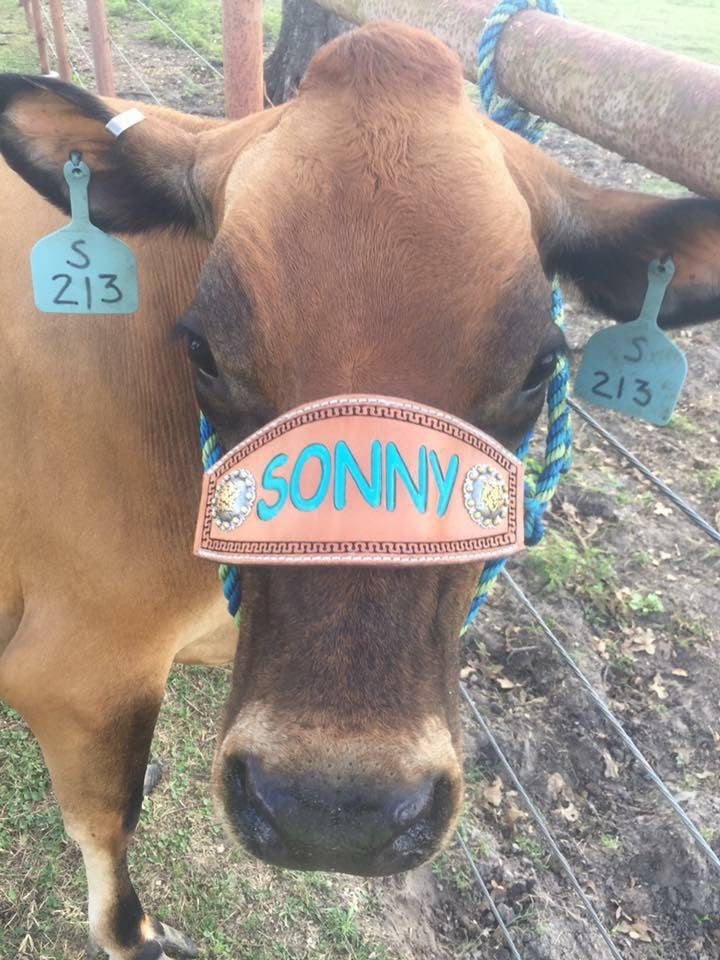 Custom Rope Halter Nose Band